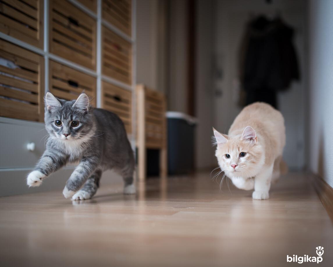 Kediyi Eve Nasıl Alıştırılır?, Kedi Yerine Nasıl Alışır?  Evcil Hayvanlar Kedi Bakımı